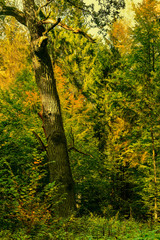Białowieski Park Narodowy-kilkusetletni dąb © Janusz Lipiński