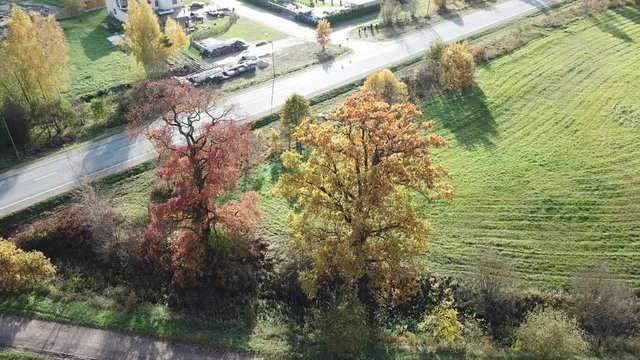 Oak Tree in Green Field aerial drone top view 4K UHD video