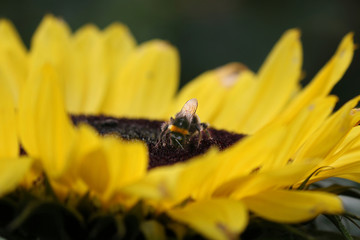 Bee on a vibrant flower