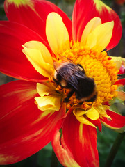 Bee on a vibrant flower