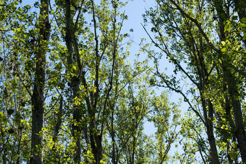 Green Leaves on a Blue Sky