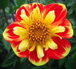 Beautiful red and yellow flower