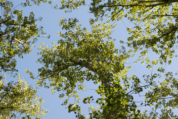 Blue Sky and Leaves
