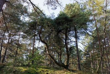 Fototapeta premium sous bois en forêt de fontainebleau