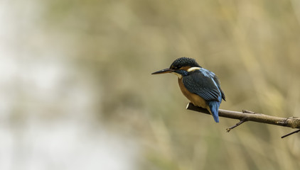 Kingfisher in the UK
