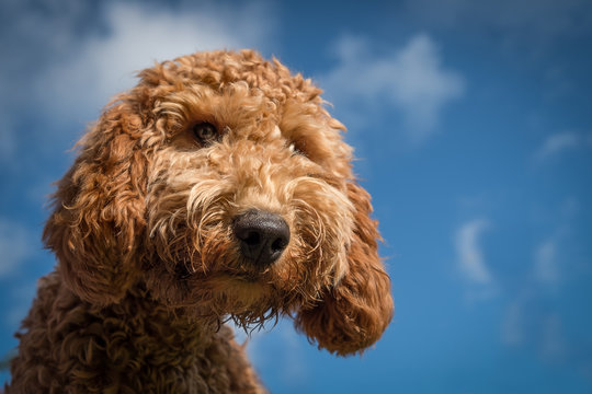 Cockerpoo Puppy 