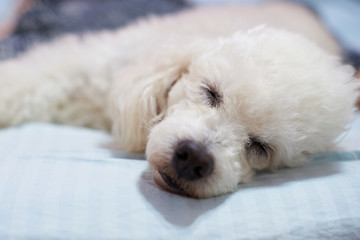 Head of sleeping dog