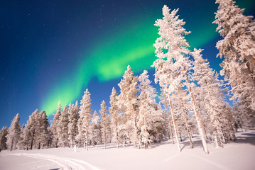 Northern lights over snowy trees scenic landscape in winter at night, Aurora Borealis in Lapland, Finland scenery, Scandinavia