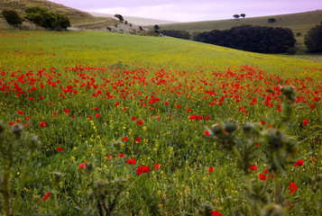 A field of poppies in South Downs National Park, England.