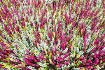 Calluna Vulgaris plants..