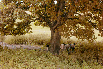 All but one sheep rests under a tree.