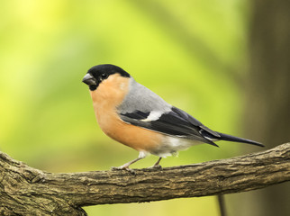 Bullfinch in the UK