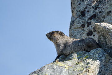 Beautiful marmot enjoying sun on the rock