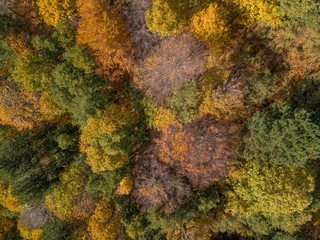 Autumn colors on the Etna volcano