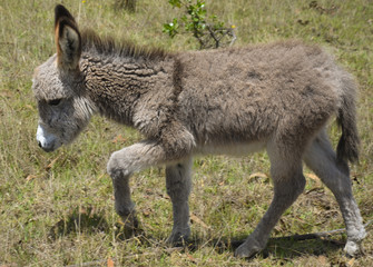 Naklejka na ściany i meble baby donkey taking the first steps on a grass field in Colombia