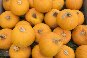 orange pumpkins in crate for sale in dutch province of flevoland