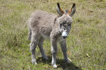Vitrage gordijnen Ezel baby ezel zet de eerste stappen op een grasveld in Colombia