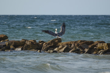 Caribbean Pelican