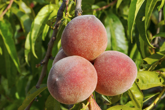 fresh peaches on the branch of the tree, horizontal