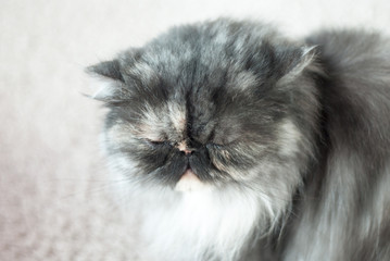 Persian cats close their eyes.