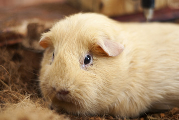 Guinea pig