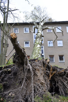 Storm damage with fallen birch, ripped out root ball and damaged house after hurricane Herwart in Berlin, Germany
