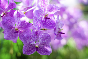 The purple orchid looks very beautiful.