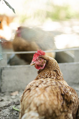 Primo piano di una gallina in un pollaio 