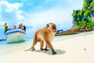Monkey Beach, Phi Phi Islands, Thailand - obrazy, fototapety, plakaty