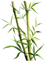 green bamboo branch watercolor on white background