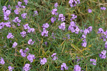 Small Purple flowers against a background of green leaves