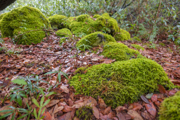 Fototapeta premium Autumn colors on the Etna volcano