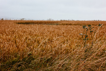 Wild grass on an overcast day.