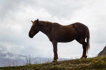 Horse in the pasture