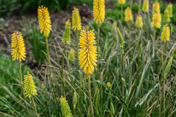 Yellow Kniphofia flowering on a meadow - 178937015