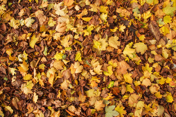 Autumn Leaves Background. Colorful autumn