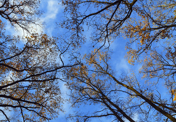 Tree tops in the autumn forest on a blue sky background.Fall season background.Selective focus.