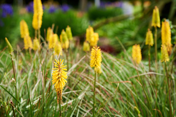 Yellow Kniphofia flowering on a medow