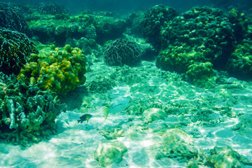 Fototapeta na wymiar Fishes and corals under water. Banana beach, Coral (Koh He) island, Phuket, Thailand 