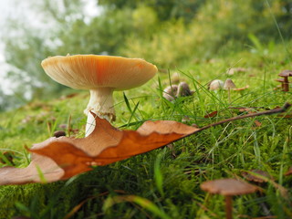 Roter Fliegenpilz auf grünem Gras mit Eicheln im Profil fotografiert