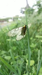 ウスバシロチョウ