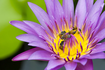 Waterlily (lotus) flowers with many bees collecting the sweet. freshness and relax.