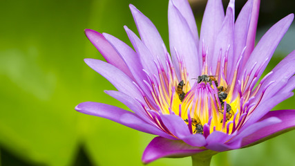 Waterlily (lotus) flowers with many bees collecting the sweet. freshness and relax.