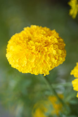 marigolds