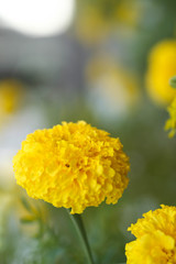marigolds
