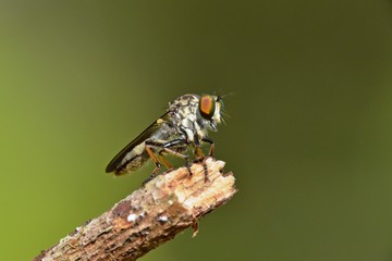 a robber fly