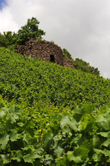 Burgruine in einem Weinberg an der Nahe