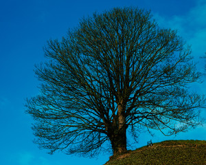A single tree at the top of a hill, seen from below.