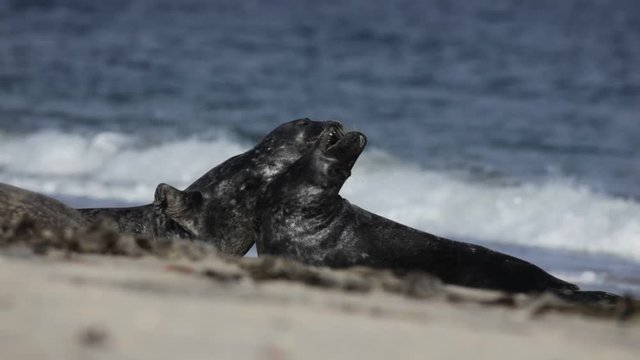 grey seal, halichoerus grypus, Helgoland