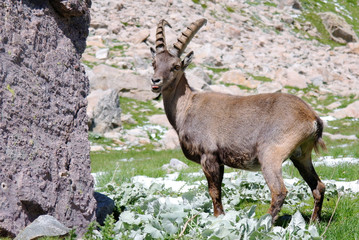 Bouquetin qui tire la langue